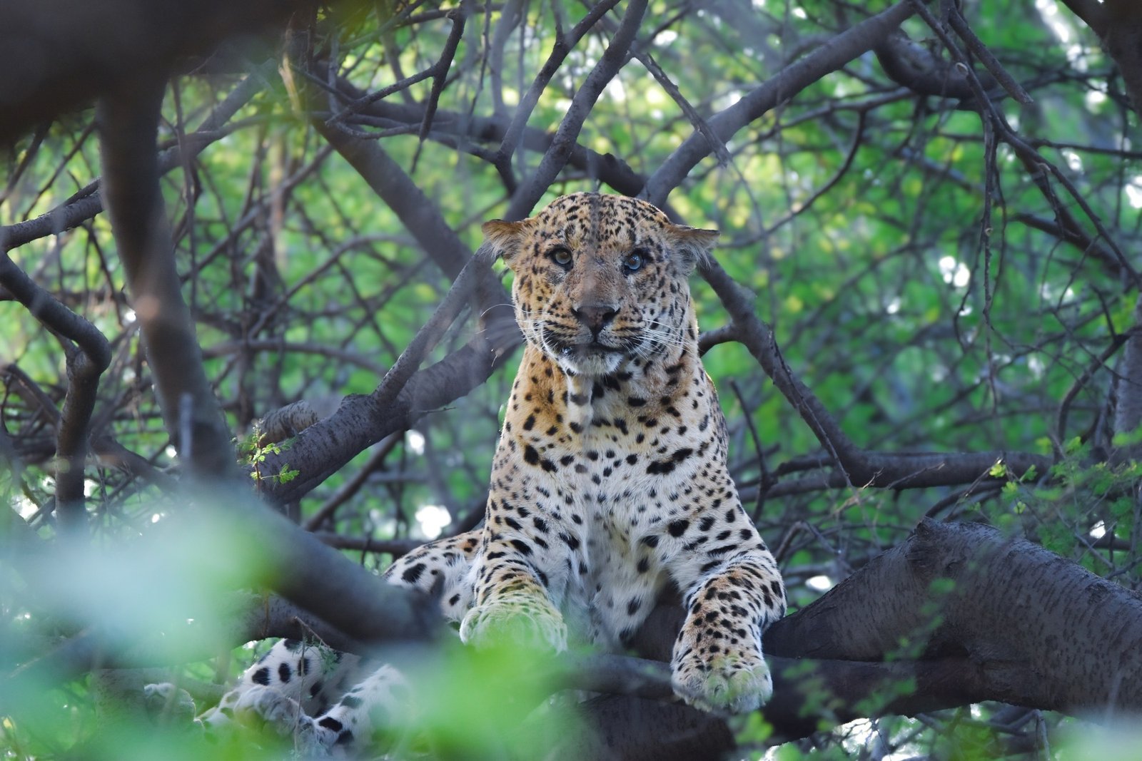 Wild leopard resting in golden sunlight on granite rock in Jhalana Reserve