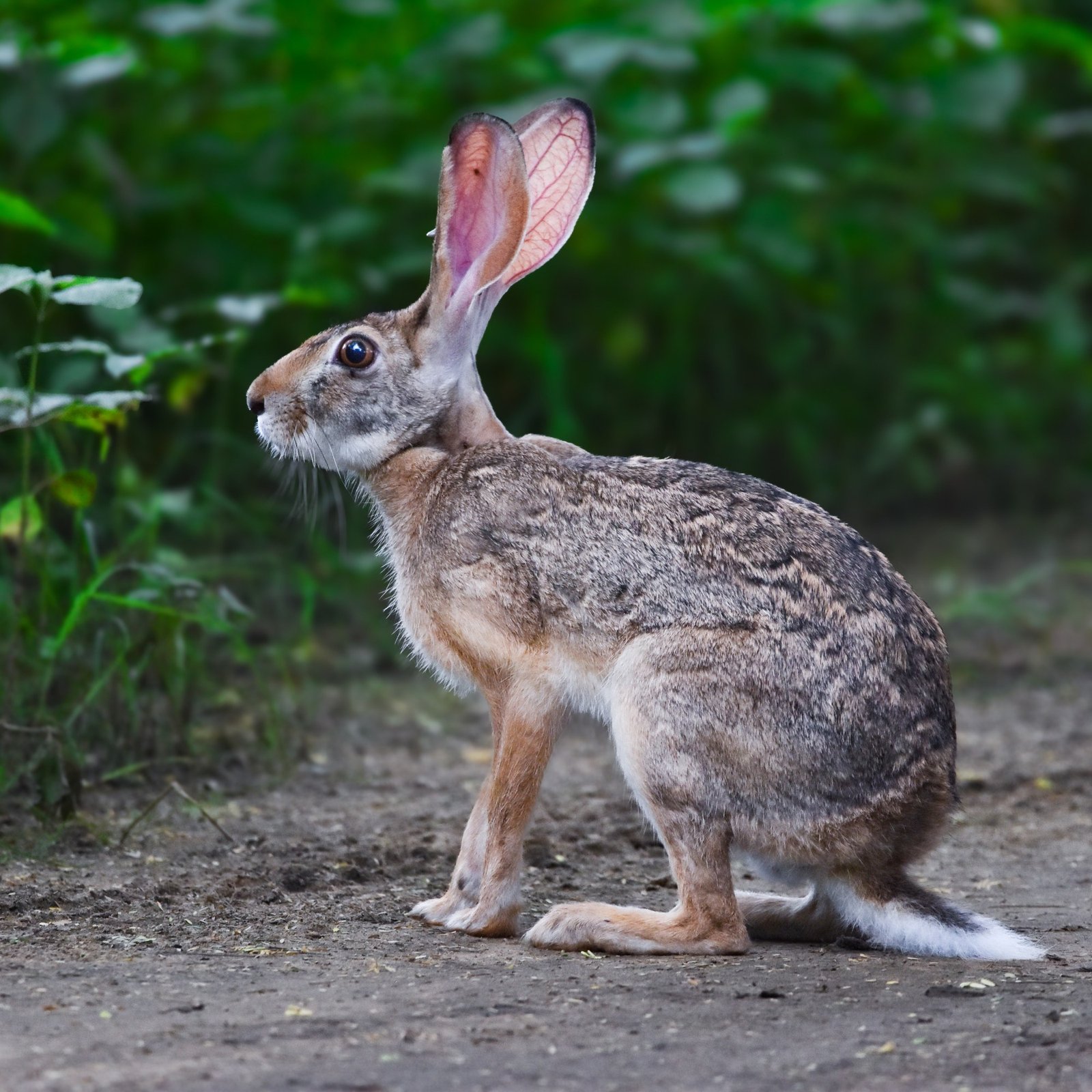 Indian desert hare alert in sanctuary bushland
