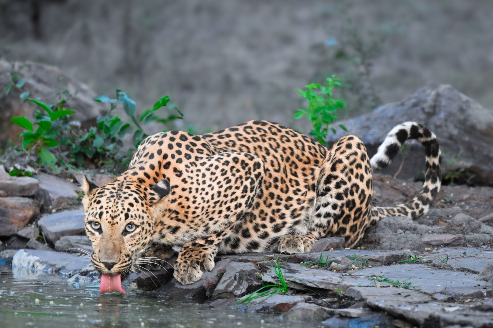 Jawai Leopard Safari Rajasthan Granite Hills