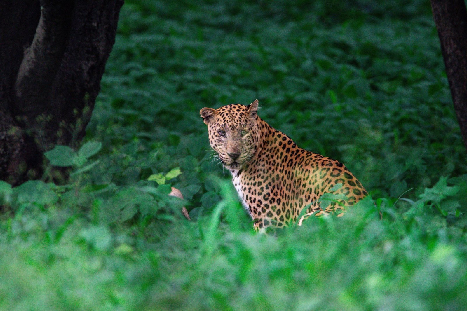 Jhalana Leopard Safari Jaipur