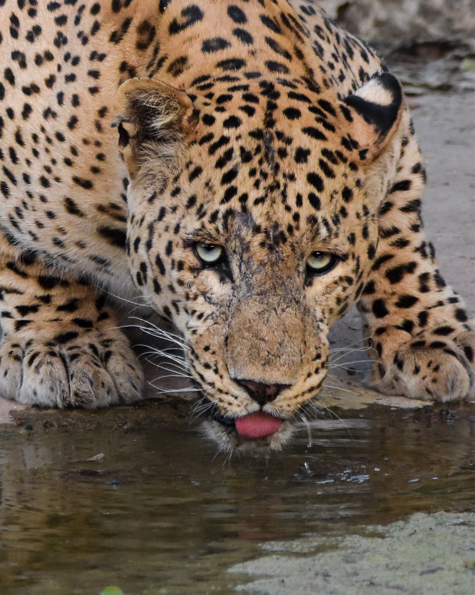 Wild leopard walking on granite boulders