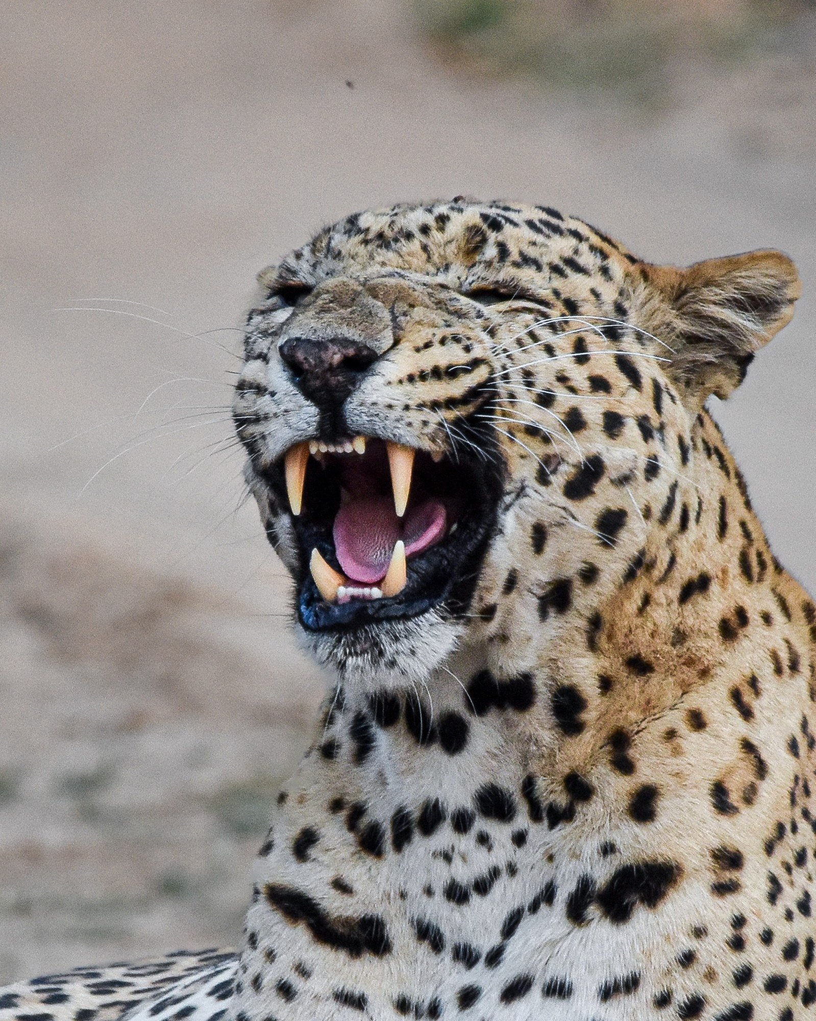 Pair of leopards in their natural granite sanctuary