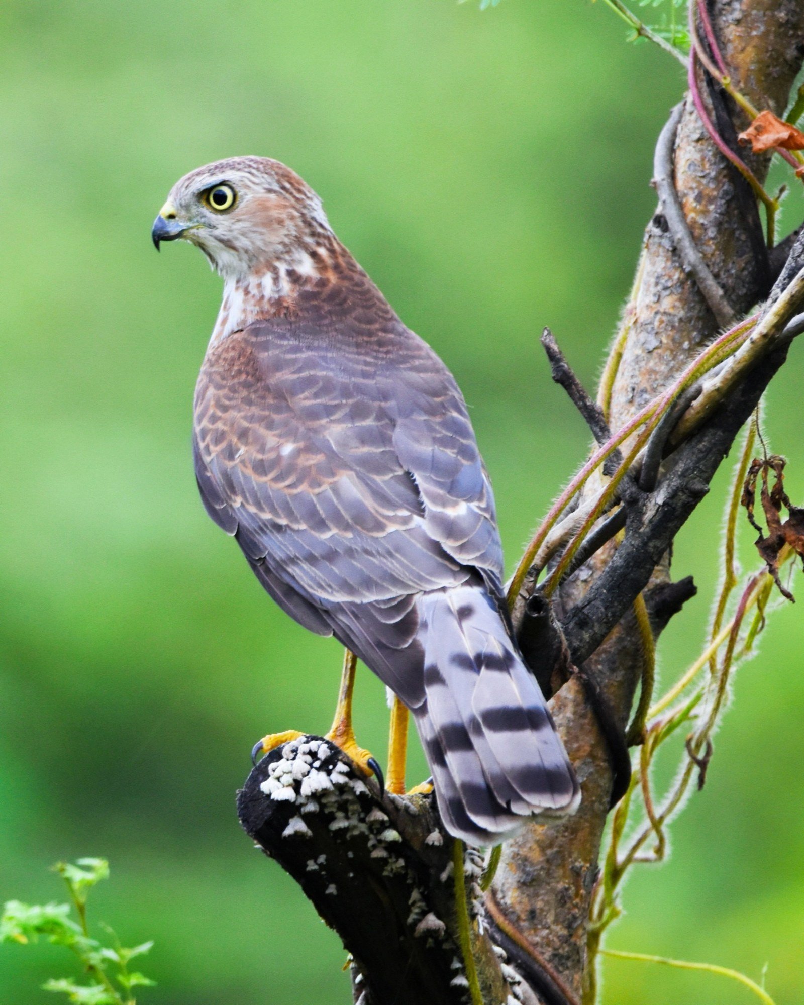 Native wild raptor perched in sanctuary forest canopy